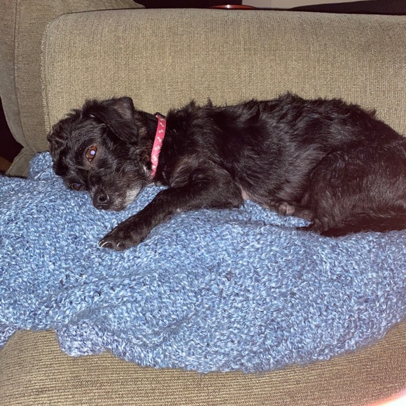 NOT FOR SALE!! Just showing off my dog Luna - Picture 7 of 9